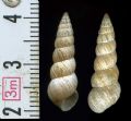Cochlicella&nbsp;acuta